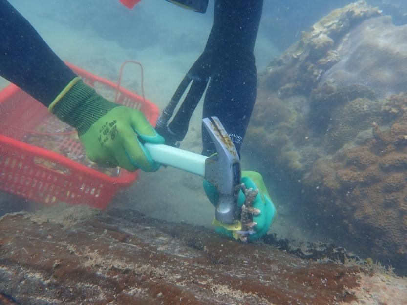 珊瑚礁種植.jpg 珊瑚礁種植.jpg